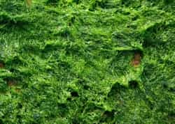 Algi morskie / Czy spirulina jest zdrowa?
