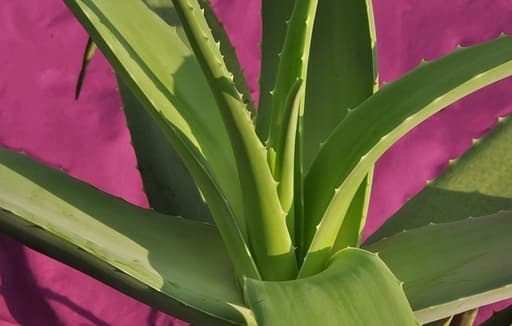 Aloes jadalny - Aloe Vera var. barbadensis