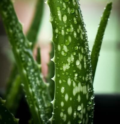 Aloes niejadalny - Aloe Vera var. chinensis